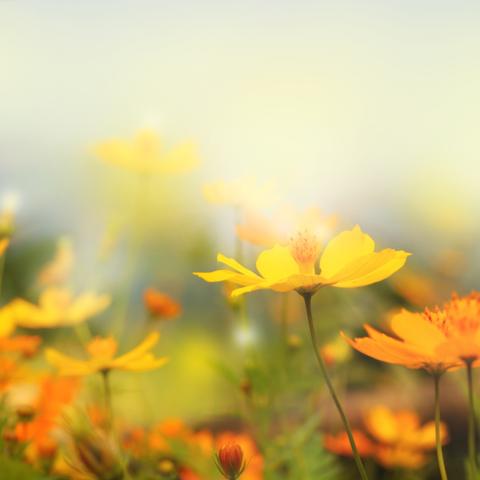 Garden flowers